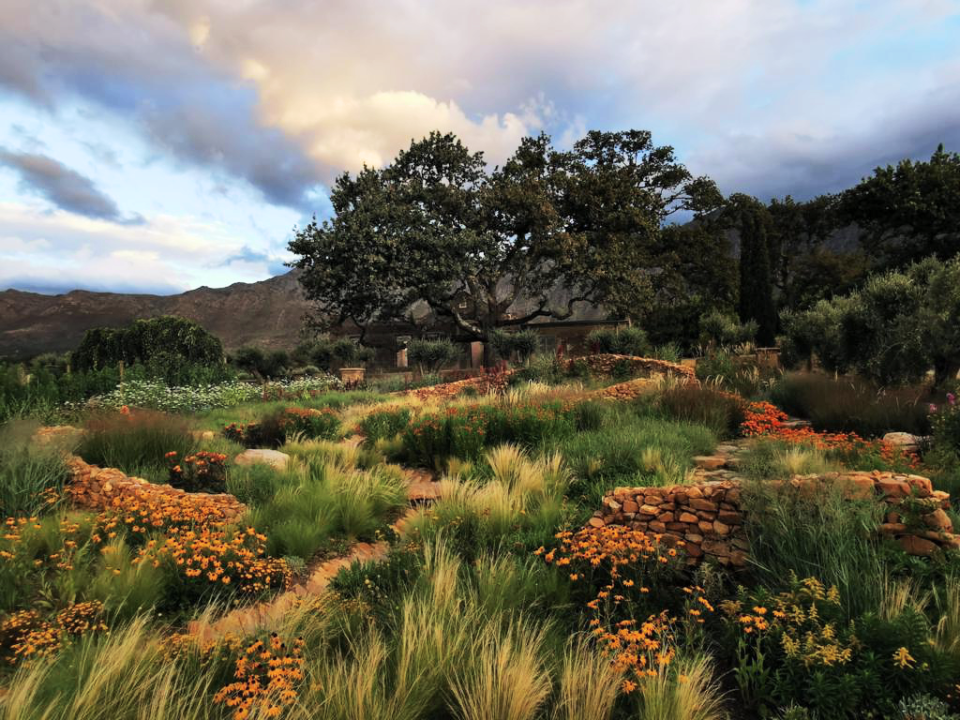 trees and plants at sterrekopje healing farm in south africa