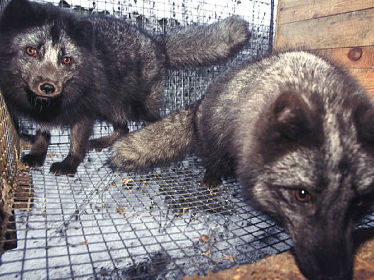 Arctic foxes in Russia (Getty Images)