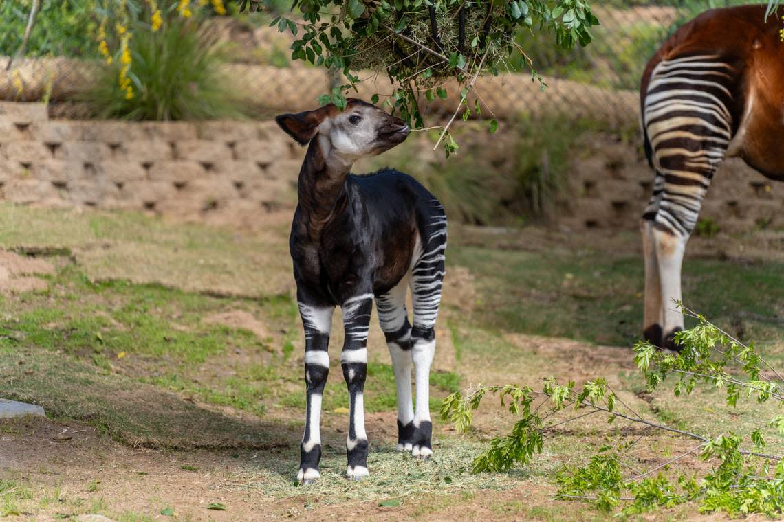 The okapi calf stops for a snack. He is already nearly triple his birth size, the zoo says. San Diego Zoo Safari Park