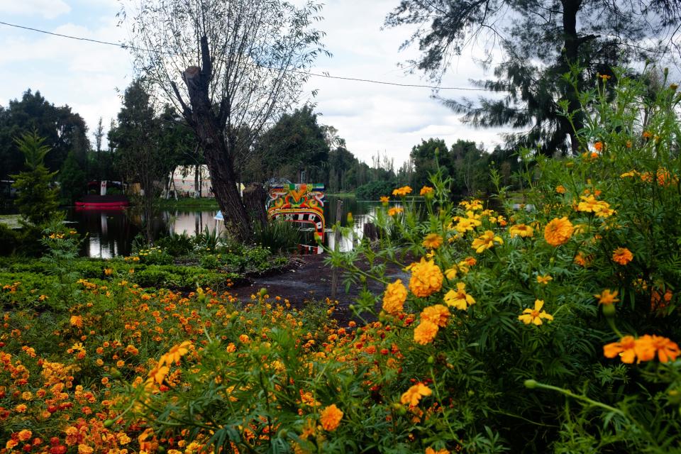 Marigolds, or cempasúchil, grown for Día de los Muertos cover the floating islands (chinampas) of Xochimilco.