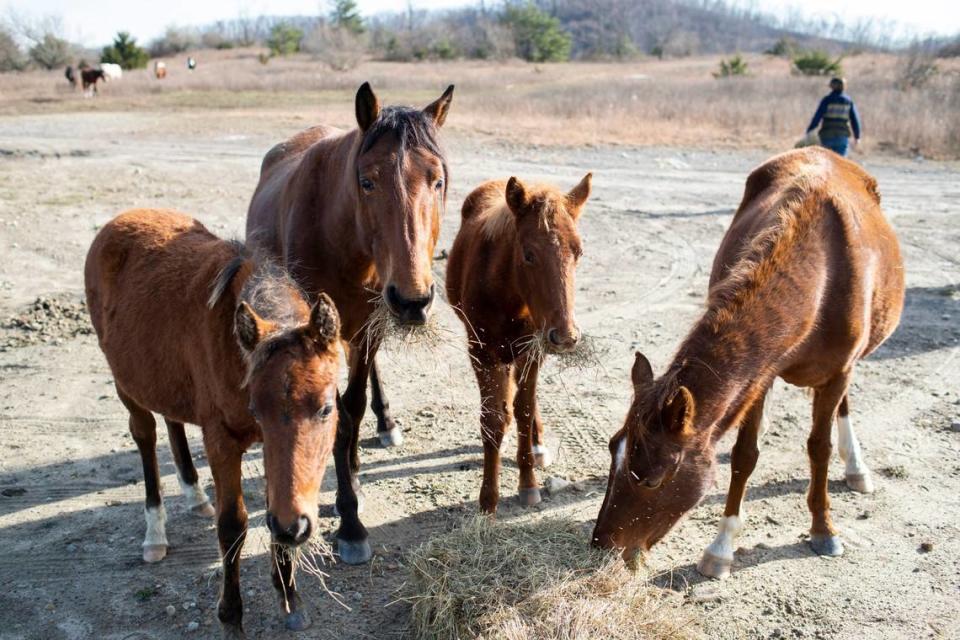 Hundreds of free-roaming horses walk on mountaintops and graze on reclaimed mine land in southeastern Kentucky near Elk View in Breathitt County, Ky., Tuesday, December 13, 2022. Non-profit the Appalachian Horse Project feeds and cares for the horses, especially in the winter time when grass on the mountaintop is more scarce.