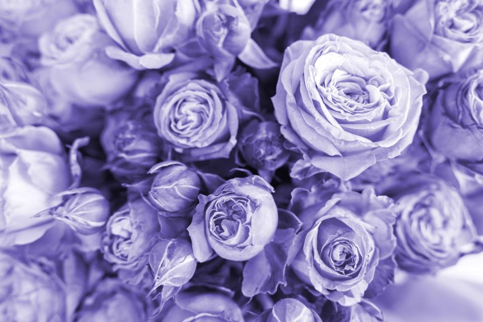 <p>Purple roses range from lavender to darker hues. Purple, traditionally a color of royalty, symbolizes love at first sight and sincerity. It's a fresh and unexpected color that is likely to surprise the recipient.</p><p><a class="link " href="https://www.amazon.com/Direct-Bouquet-Fresh-Roses-Lavender/dp/B07C3DMVKD/ref=sr_1_4?tag=syn-yahoo-20&ascsubtag=%5Bartid%7C10050.g.42694899%5Bsrc%7Cyahoo-us" rel="nofollow noopener" target="_blank" data-ylk="slk:Shop Now;elm:context_link;itc:0;sec:content-canvas">Shop Now</a></p>