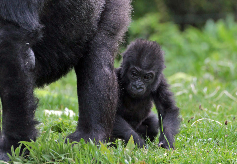 Kukena, Bristol Zoo's Baby Gorilla Starts To Walk