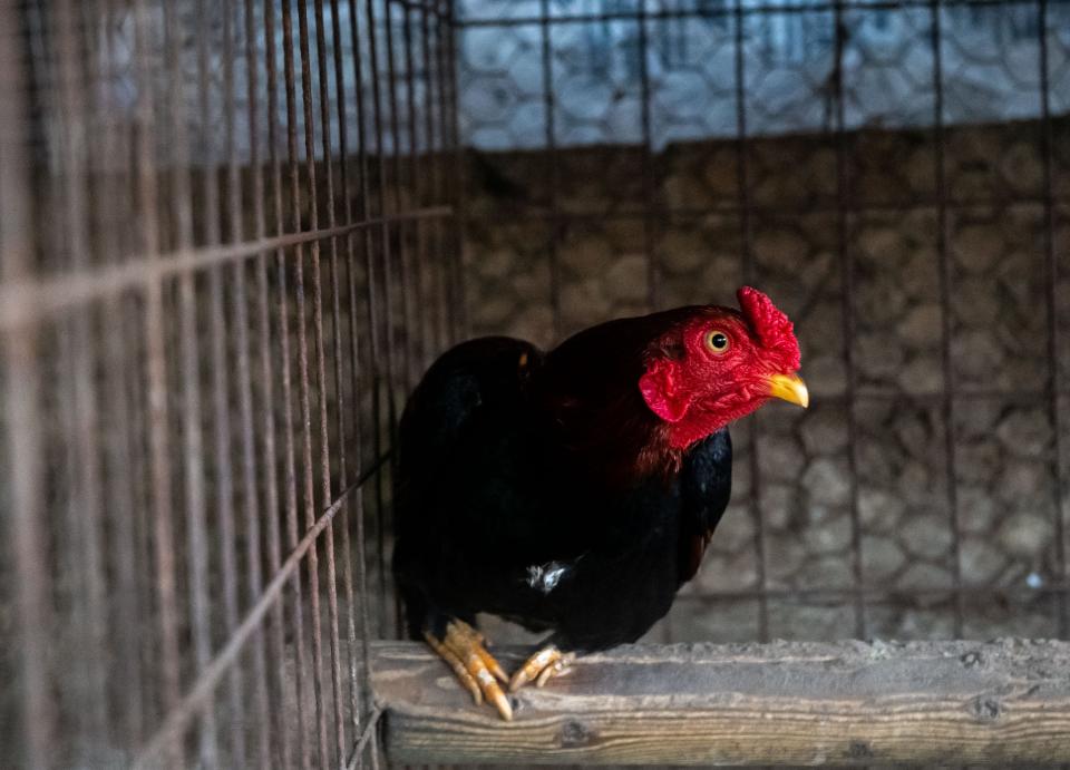 A rooster rests on a balancing beam in Aromas, Calif., on Tuesday, Jan. 18, 2022. 