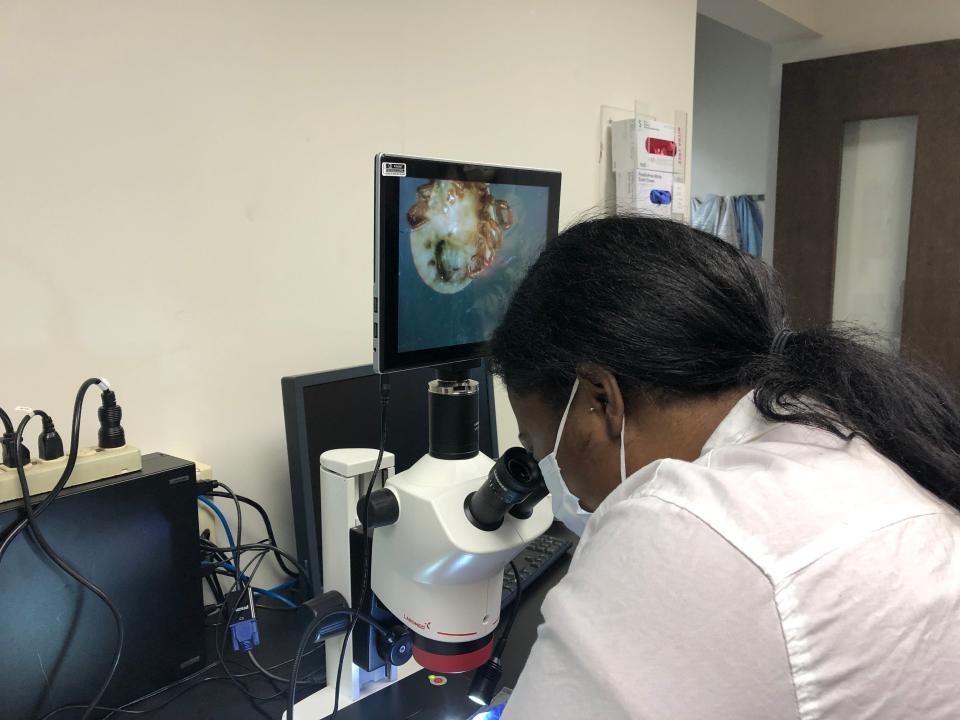 Paje Rogers, a public health assistant at the Pennsylvania Tick Research Lab at East Stroudsburg University, looks at a tick under a microscope on Thursday, April 28, 2022, to identify its species and life stage before it gets prepared for testing.