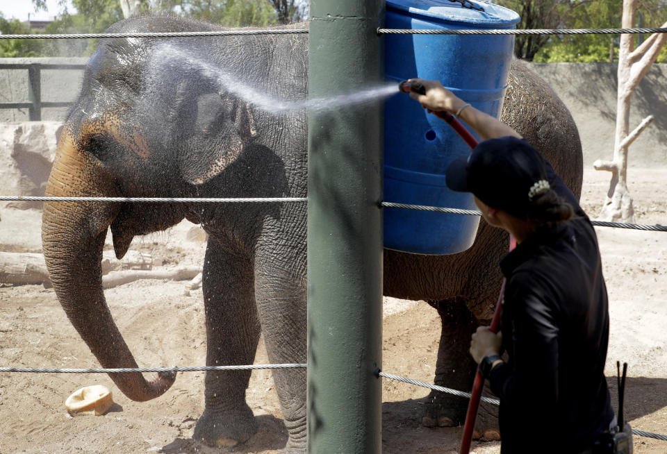 Elephant keeper Monica Uhl cools off "Reba", an Asian elephant at the Phoenix Zoo, Tuesday, July 16, 2019, in Phoenix. Forecasters are predicting that the temperature on Tuesday could hit a scorching high of 115 degrees. The Phoenix Zoo use spraying, frozen treats and shaded area's to keep their animals cool. (AP Photo/Matt York)