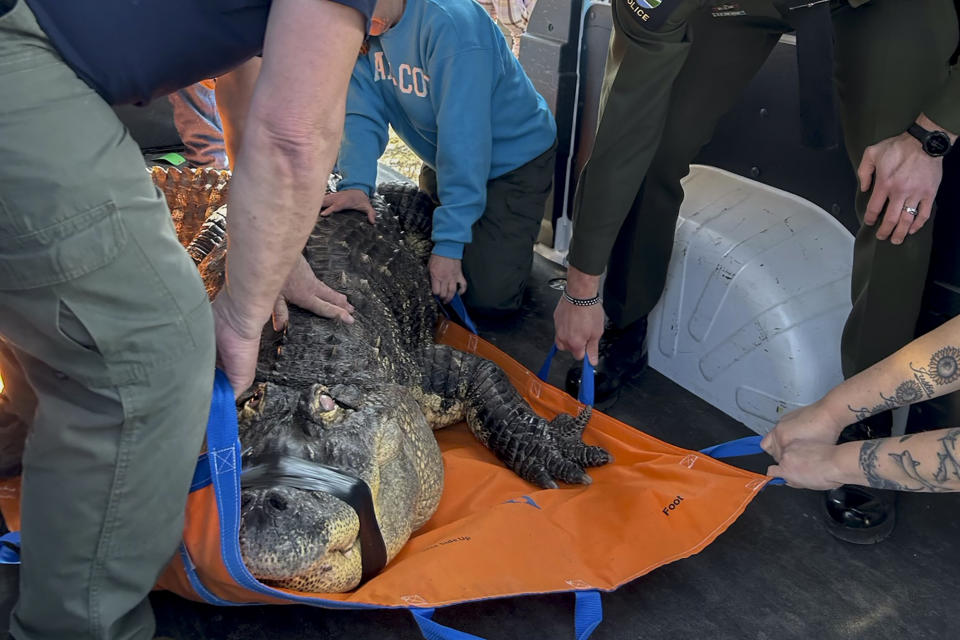 In this photo provided by the New York Department of Environmental Conservation, DEC officers secure an 11-foot (3.4-meter) alligator for transport after it was seized from a home where it was being kept illegally in Hamburg, N.Y., on Wednesday, March 13, 2024. The home's owner had built an addition and installed an in-ground swimming pool for the 30-year-old alligator, which has blindness in both eyes and spinal complications, among other health issues. (New York DEC via AP)