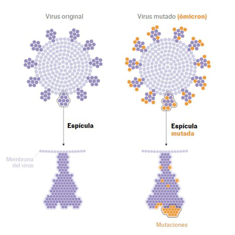 infografía de las mutaciones de la nueva variante ómicron