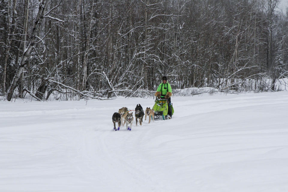 Ryan Redington, the 2023 Iditarod Trail Sled Dog champion, takes some of his dogs on a training run Monday, Feb. 26, 2024, in Knik, Alaska. Redington is one of three former champions in this year's race, which starts Saturday, March 2, in Anchorage, Alaska. (AP Photo/Mark Thiessen)
