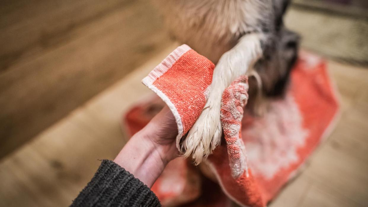 Woman drying the paw of a domestic dog