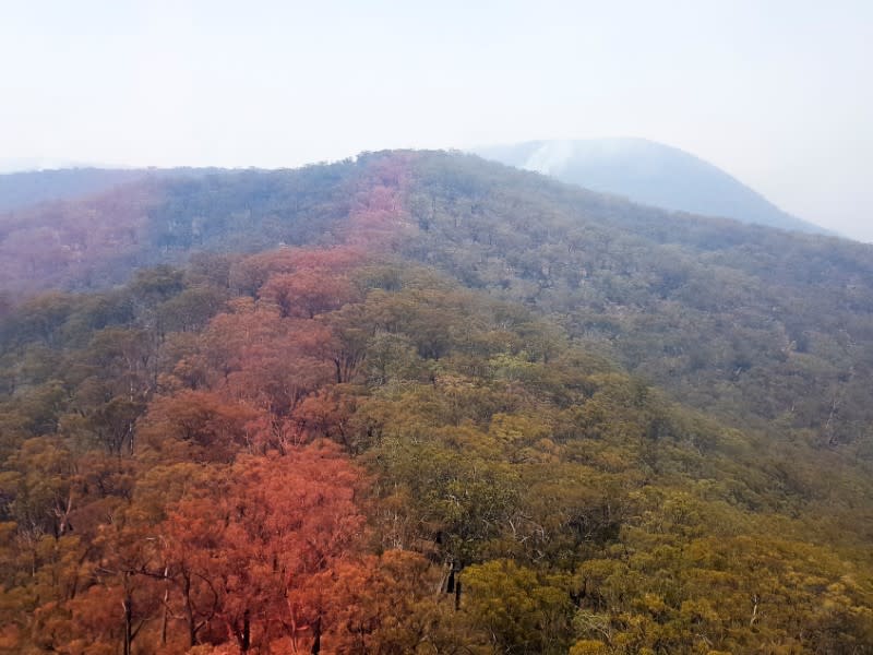 Endangered Wollemi Pines bushfire protection at Wollemi National Park