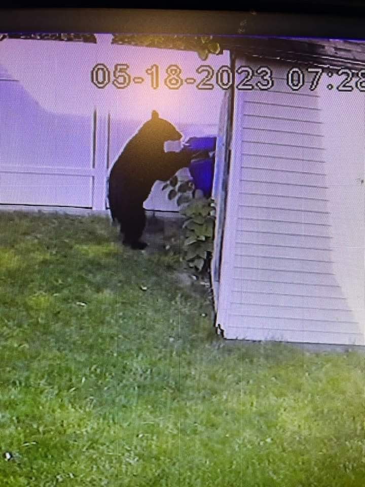 This surveillance photo capture caught a black bear roaming the property of Roy Cardoso on Hope Street in Taunton on May 18, 2023.