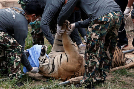 A sedated tiger is stretchered as officials start moving tigers from Thailand's controversial Tiger Temple, a popular tourist destination which has come under fire in recent years over the welfare of its big cats in Kanchanaburi province, west of Bangkok, Thailand, May 30, 2016. REUTERS/Chaiwat Subprasom