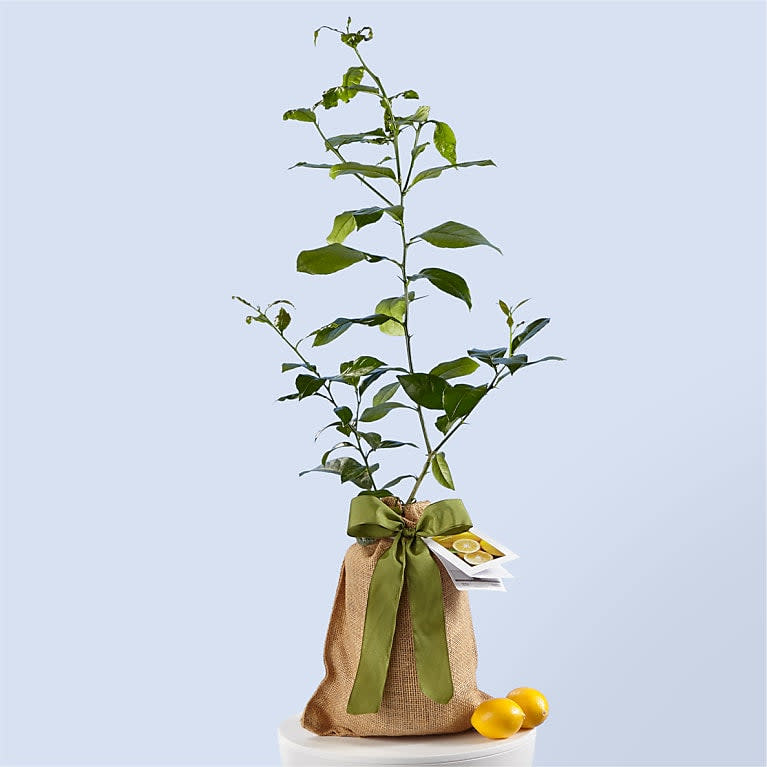 <p><a href="https://go.redirectingat.com?id=74968X1596630&url=https%3A%2F%2Fwww.proflowers.com%2Fproduct%2Fpetite-meyer-lemon-tree-prd-p4083&sref=https%3A%2F%2Fwww.countryliving.com%2Fshopping%2Fgifts%2Fg4835%2Fbirthday-gifts-for-mom%2F" rel="nofollow noopener" target="_blank" data-ylk="slk:Shop Now;elm:context_link;itc:0;sec:content-canvas" class="link rapid-noclick-resp">Shop Now</a></p><p>Petite Meyer Lemon Tree</p><p>proflowers.com</p><p>$63.00</p>