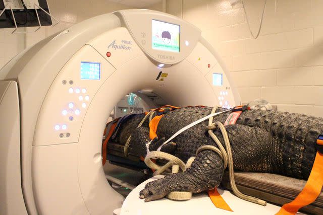 <p>Sarah Carey</p> Brooke is positioned in the CT scanner to obtain a scan of his head