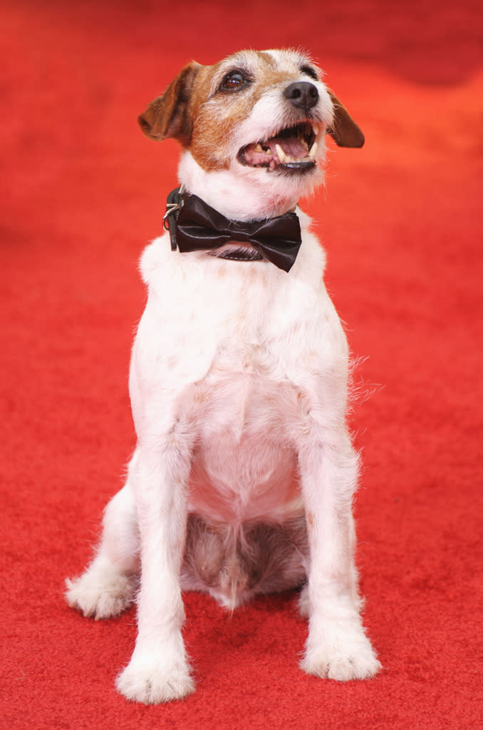 Uggie the dog