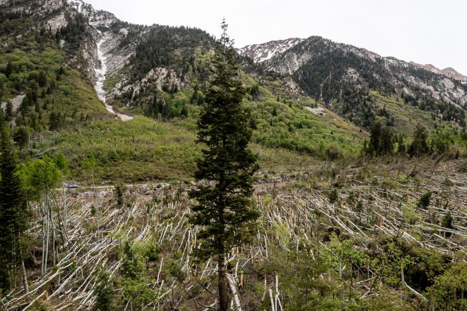 A lone surviving tree stands among hundreds of others that were flattened by an avalanche in the Maybird Gulch slide path in Little Cottonwood Canyon in Salt Lake County on Thursday, June 1, 2023. | Spenser Heaps, Deseret News