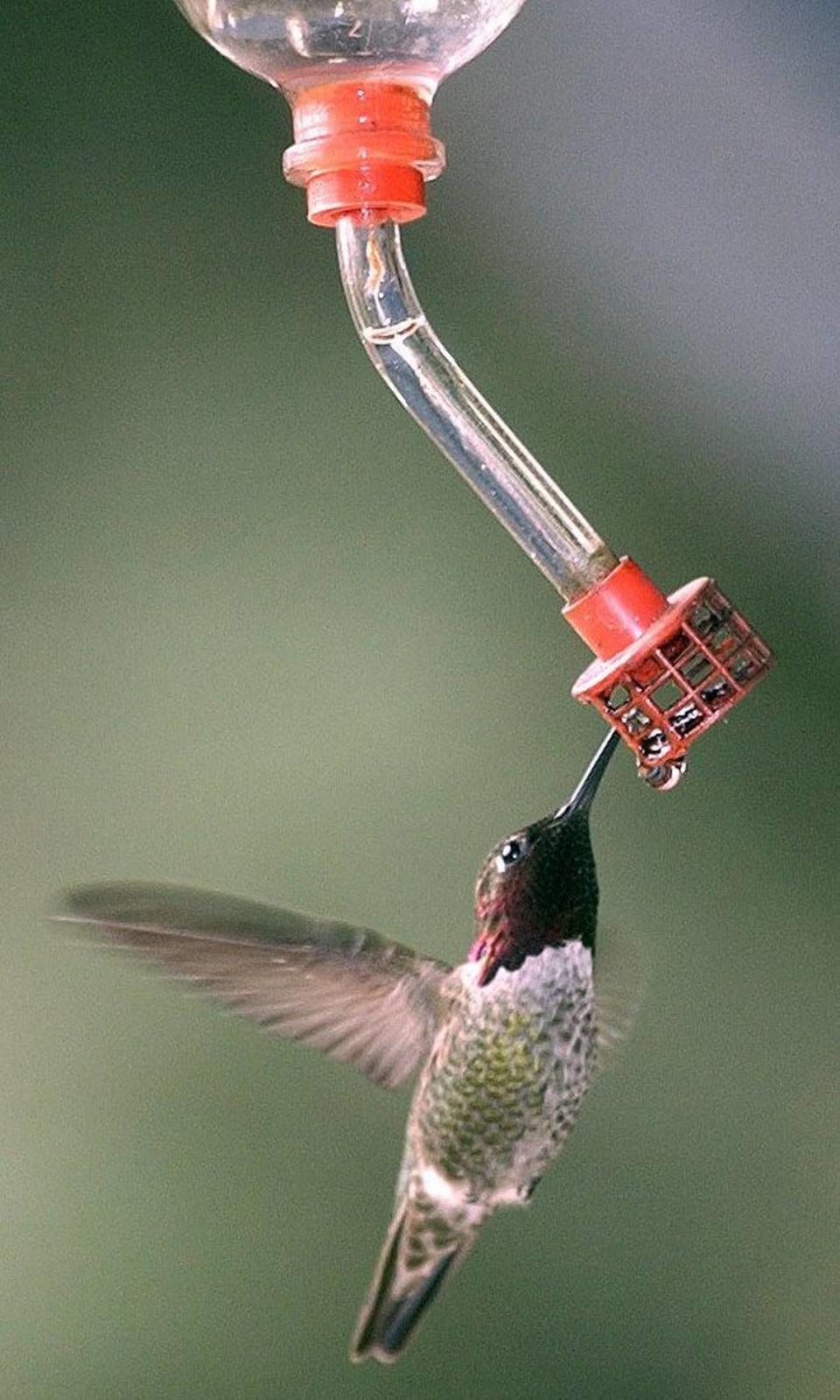 For story by Patrick Giblin on Audubon society backyard bird count on Sunday, February 15, 2004. Backyard bird counter and president of the Stanislaus Audubon Society, Dave Froba, has a hummingbird feeder that attracks this male Anna hummingbird.