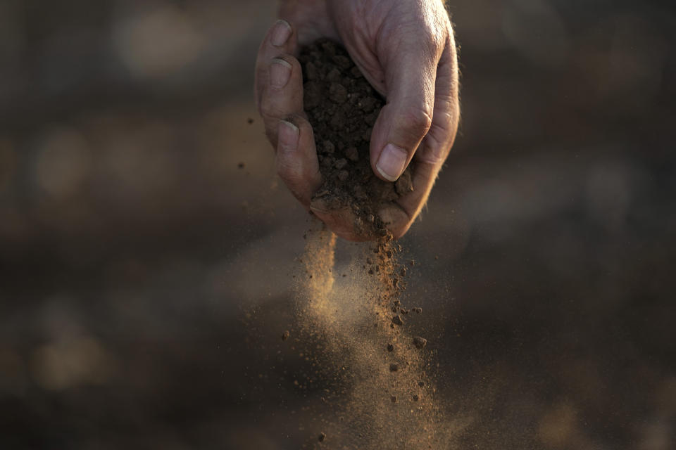 Farmer Barry Evans drops dusty soil from a cotton crop he shredded and planted over with wheat, Monday, Oct. 3, 2022, in Kress, Texas. Evans, like many other cotton growers, has walked away from more than 2,000 acres of his bone-dry fields. (AP Photo/Eric Gay)