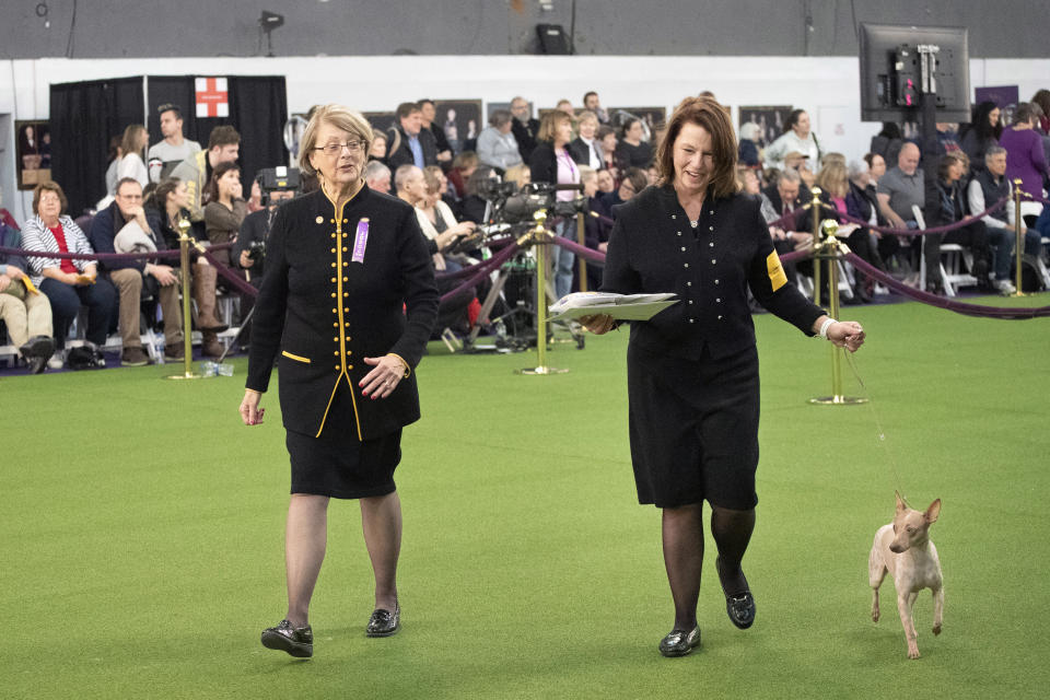 Judge Betty-Anne Stenmark, left, chooses Pink, right, an American Hairless Terrier, as "Best in Breed" during the 144th Westminster Kennel Club dog show, Monday, Feb. 10, 2020, in New York. The handler is Holley Eldred. (AP Photo/Mark Lennihan)