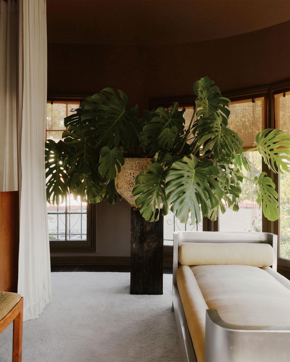 a large plant on a plinth dominates a dark colored room, curved windows with bamboo shades, light rug, light fabric daybed with steel frame