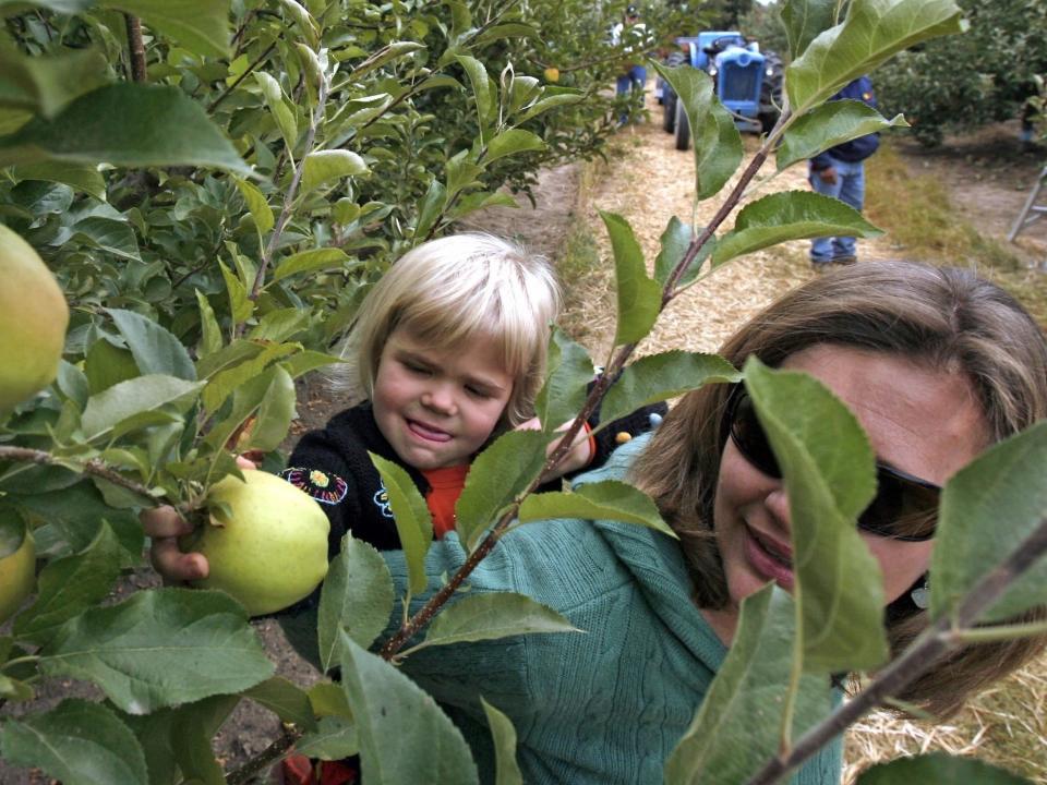 U-pick orchard on Walters' Fruit Ranch on September 18, 2006 in Green Bluff, Washington.