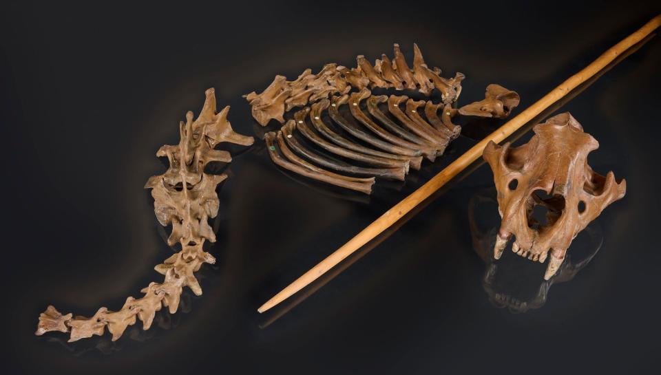 Cave lion bones, turned brown with their age, are displayed in near-anatonimical position on a black background. A replica wooden spear is placed across the lion's neck. 