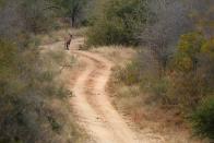 A waterbuck walks down a trail in Edeni Game Reserve, a 21,000 acre wilderness area with an abundance of game and birdlife located near Kruger National Park in South Africa.