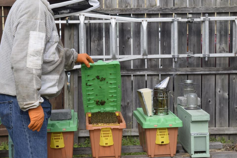 Allen Stovall, a beekeeper in Salina, opens the lid of one of the nucleus hives in his backyard. Stovall's company, AJ Honey Farms LLC, has about 50 hives all located in a few sites across Saline County.