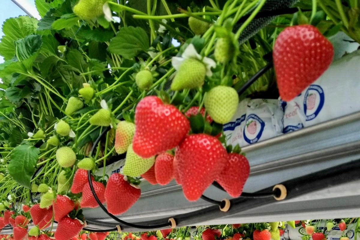 Strawberries grown under LED lights may have 'super powers' <i>(Image: Rob Hancock/James Hutton Institute)</i>