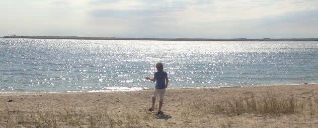 The fossils turned up along the shoreline of Lake Diefenbaker, which is part of the Bearpaw formation. During the Cretaceous era, aquatic creatures and reptiles sank to the muddy bottom of what used to be a vast inland sea. 