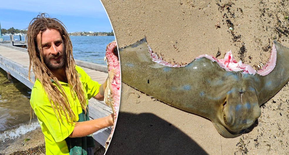 984px x 530px - Aussie fisherman's disturbing find after reeling in stingray