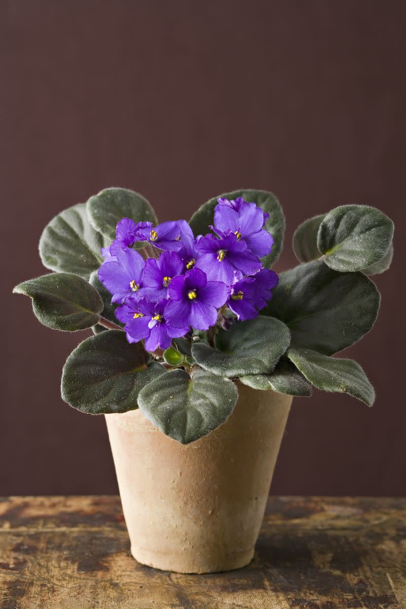 14) African Violet