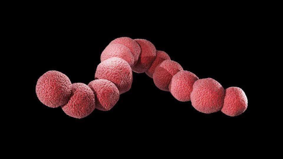 Streptococcus bacteria, illustration