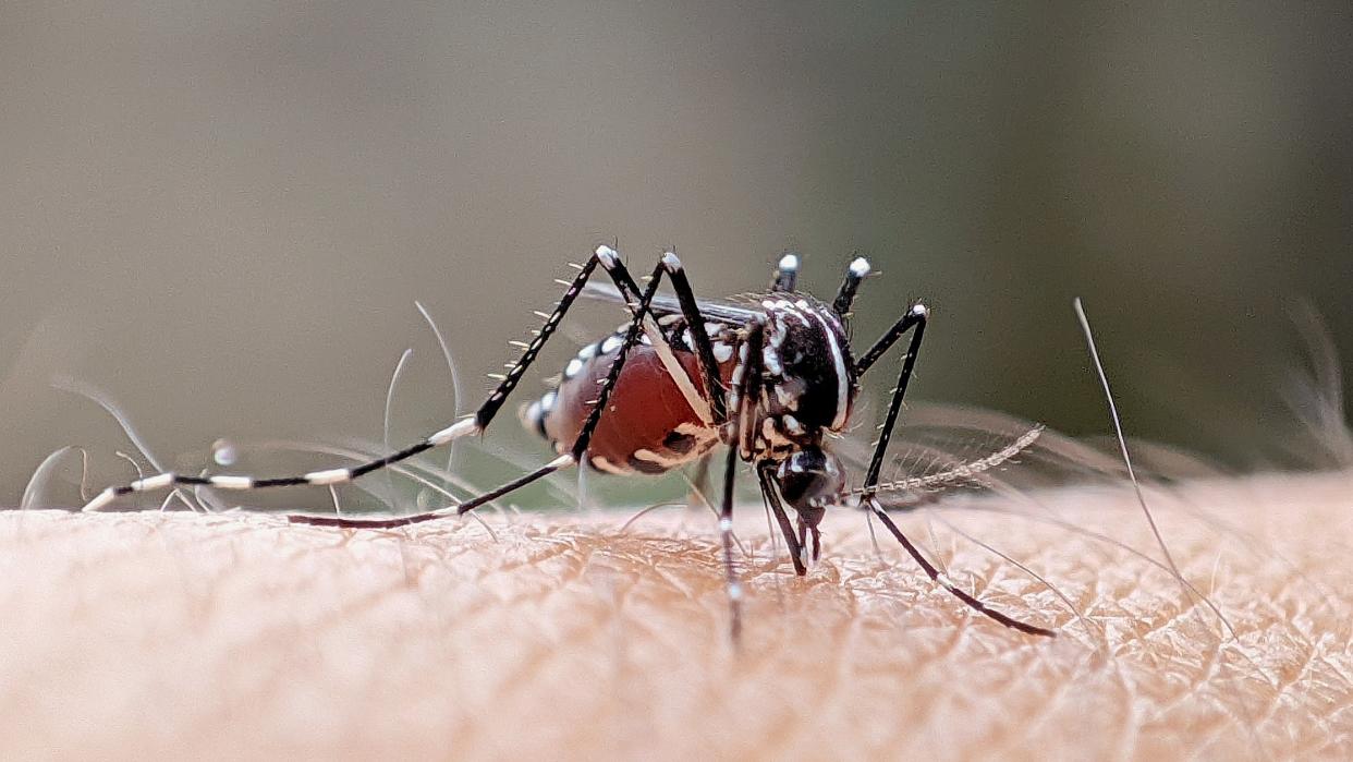  Close-up picture of an aedes aegypti mosquito perched on human skin with their proboscis, or mouth, sucking up blood. 