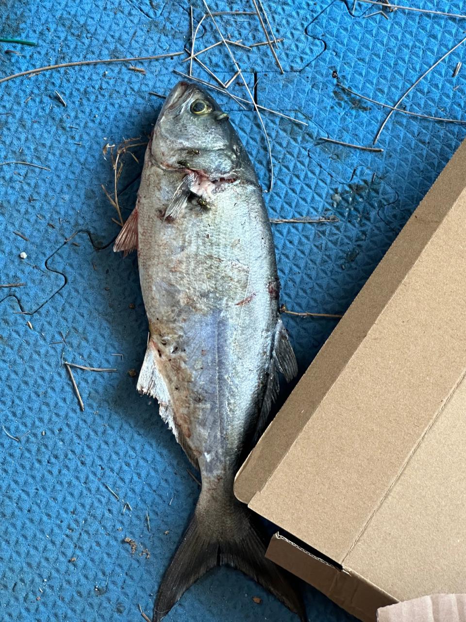 This fish fell out of the sky and smashed the windshield of a car owned by Jeff and Cynthia Levine of Atlantic Highlands.