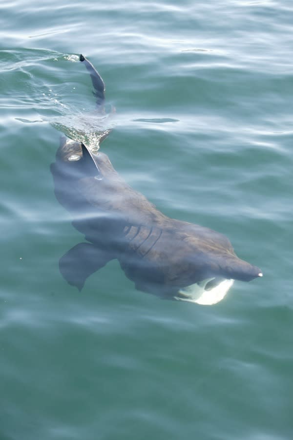 A basking shark feeding. They are the second-largest shark.