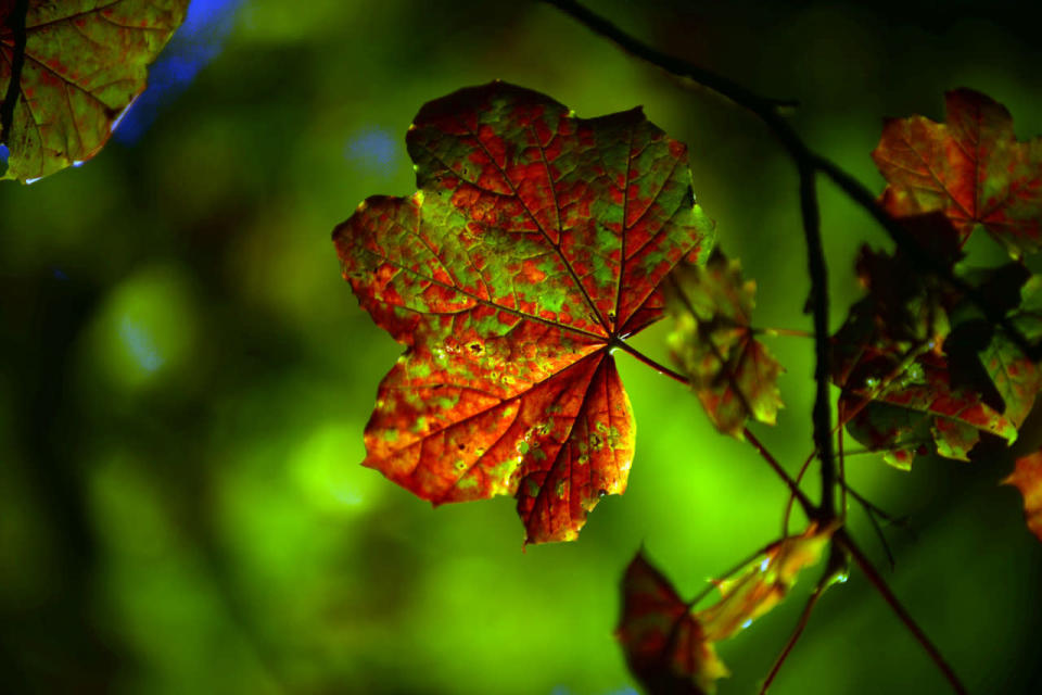 The leaves hitting a vibrant red hue in Kelvingrove Park, Glasgow 