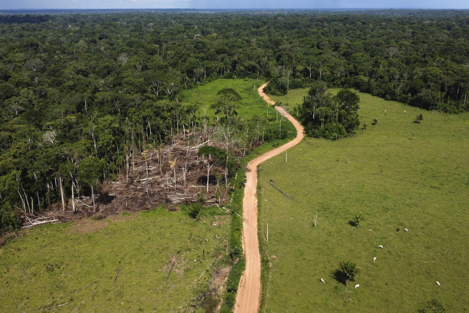 FILE - Cows roam an area recently deforested in the Chico Mendes Extractive Reserve, Acre state, Brazil, Tuesday, Dec. 6, 2022. After four years of rising destruction in Brazil’s Amazon, deforestation dropped by 33.6% during the first six months of President Luiz Inacio Lula da Silva's term, according to government satellite data released Thursday, July 6, 2023. (AP Photo/Eraldo Peres, File)