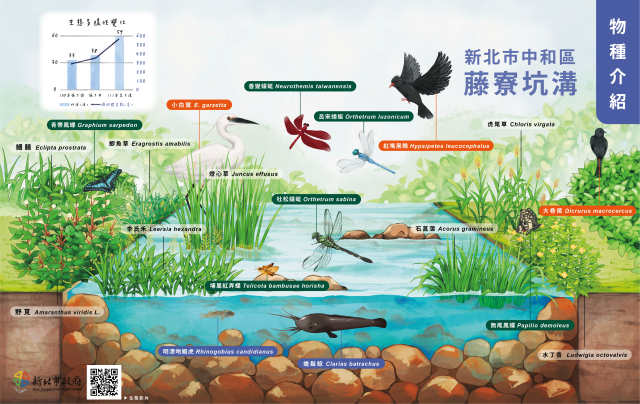 手繪童趣河川生態地圖　中和藤寮坑溝邀您來尋訪