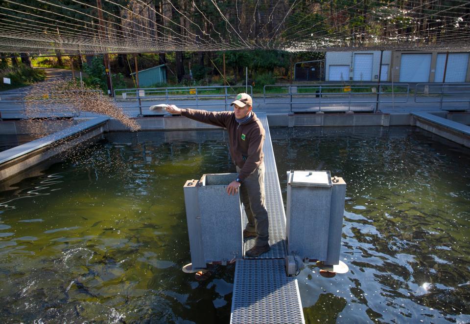 Oregon Department of Fish and Wildlife hatchery manager Erik Withalm feeds fish at the Leaburg Hatchery on Thursday, Sept. 17, 2021.