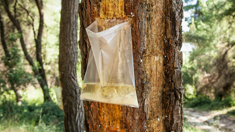 A plastic bag collecting resin from a tree
