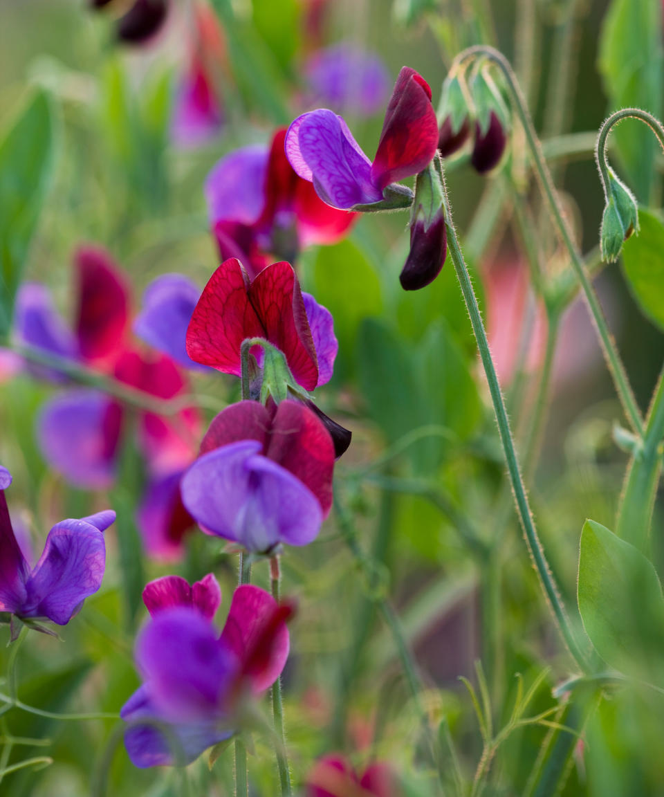 sweet pea flowers