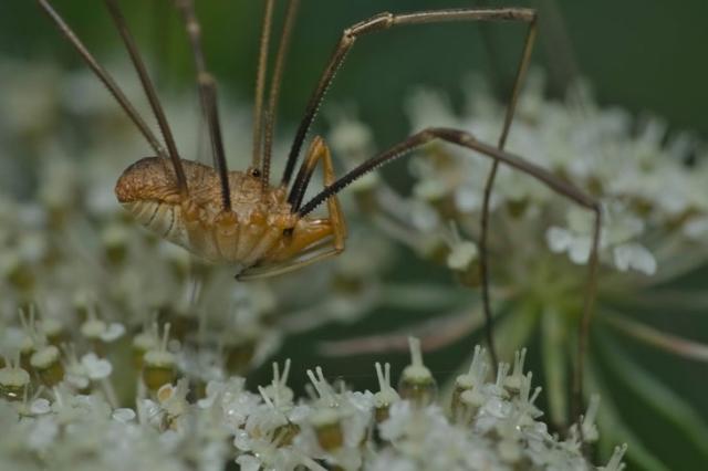 In Praise of Daddy Long Legs