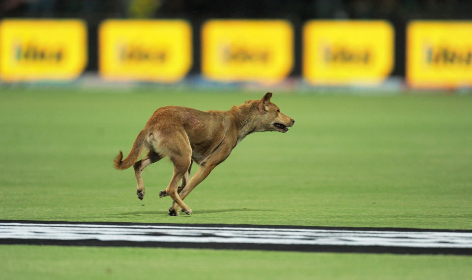 A dog runs on the playing ground during the IPL Twenty20 cricket match between Delhi Daredevils and Mumbai Indians at the Feroz Shah Kotla stadium in New Delhi on April 27, 2012. AFP PHOTO/MANAN VATSYAYANA RESTRICTED TO EDITORIAL USE. MOBILE USE WITHIN NEWS PACKAGE. (Photo credit should read MANAN VATSYAYANA/AFP/GettyImages)