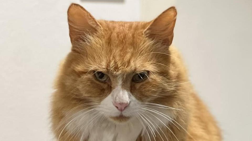 Henry the cat In Addenbrooke's Hospital in Cambridge