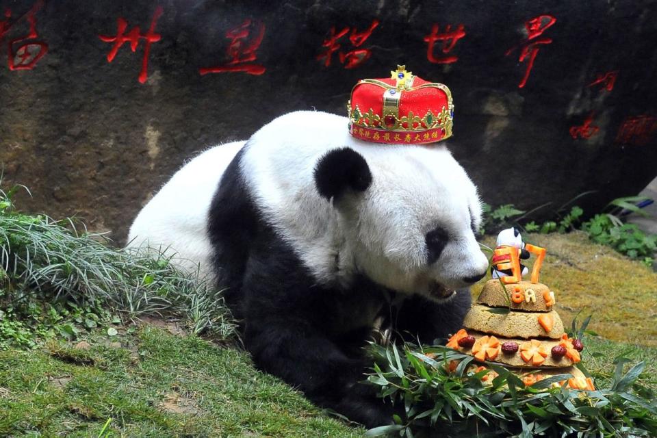 <p>Basi, der älteste in Gefangenschaft lebende Panda der Welt, isst einen Kuchen, der extra für seinen 37. Geburtstag gebacken wurde. (Bild: VCG/VCG via Getty Images) </p>
