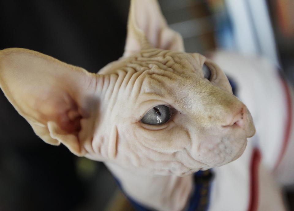 In this March 15, 2012 photo, a four-year-old hairless cream point Sphynx, Moshe Moshi, belonging to Carol Meir of Takoma Park, Md., sits at The Big Bad Woof, a pet supplies store, in Washington. Meir is managing her cat's allergies with a venison and pork diet and daily medication. She figures it cost her about $750 for vets and tests. Medicine is $250 a year. (AP Photo/Charles Dharapak)