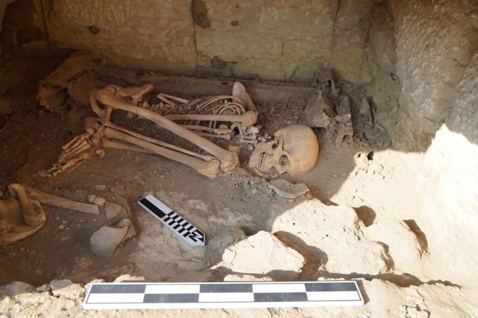 One of the skeletons found at Saqqara.