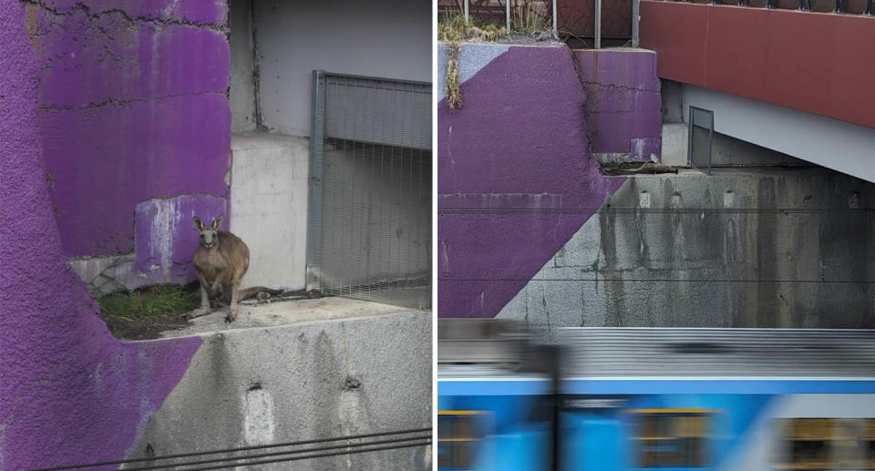 A photo of the kangaroo on the ledge at the McDonalds road overpass in south Morang, Melbourne. A photo of him after being darted, while a train passes below. 